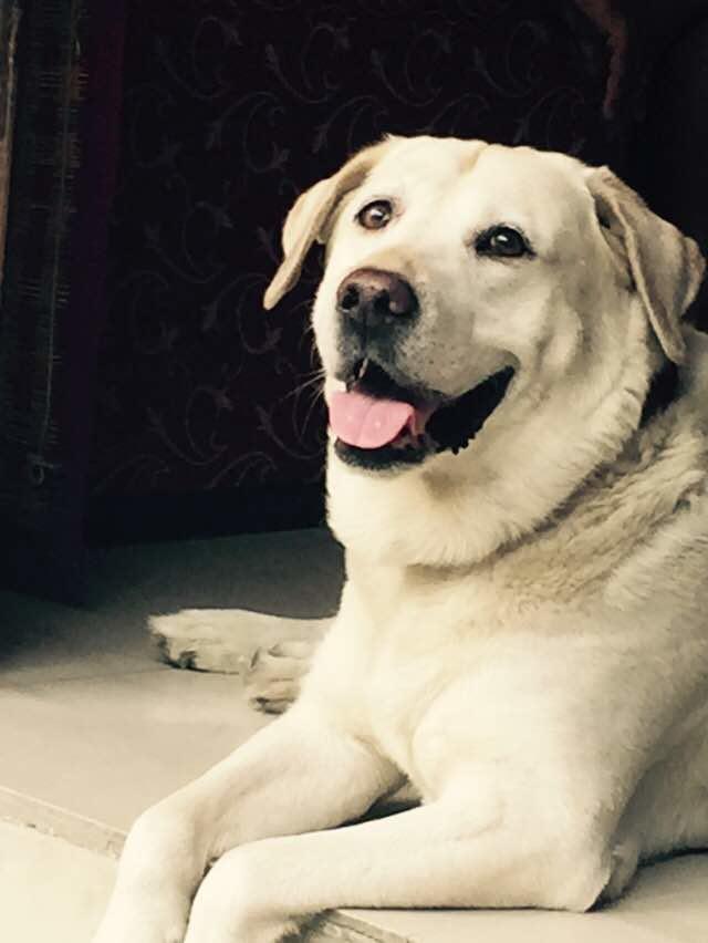 Grace Home Yeni Delhi Dış mekan fotoğraf